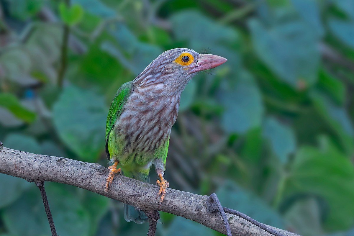 Lineated Barbet - ML563519991