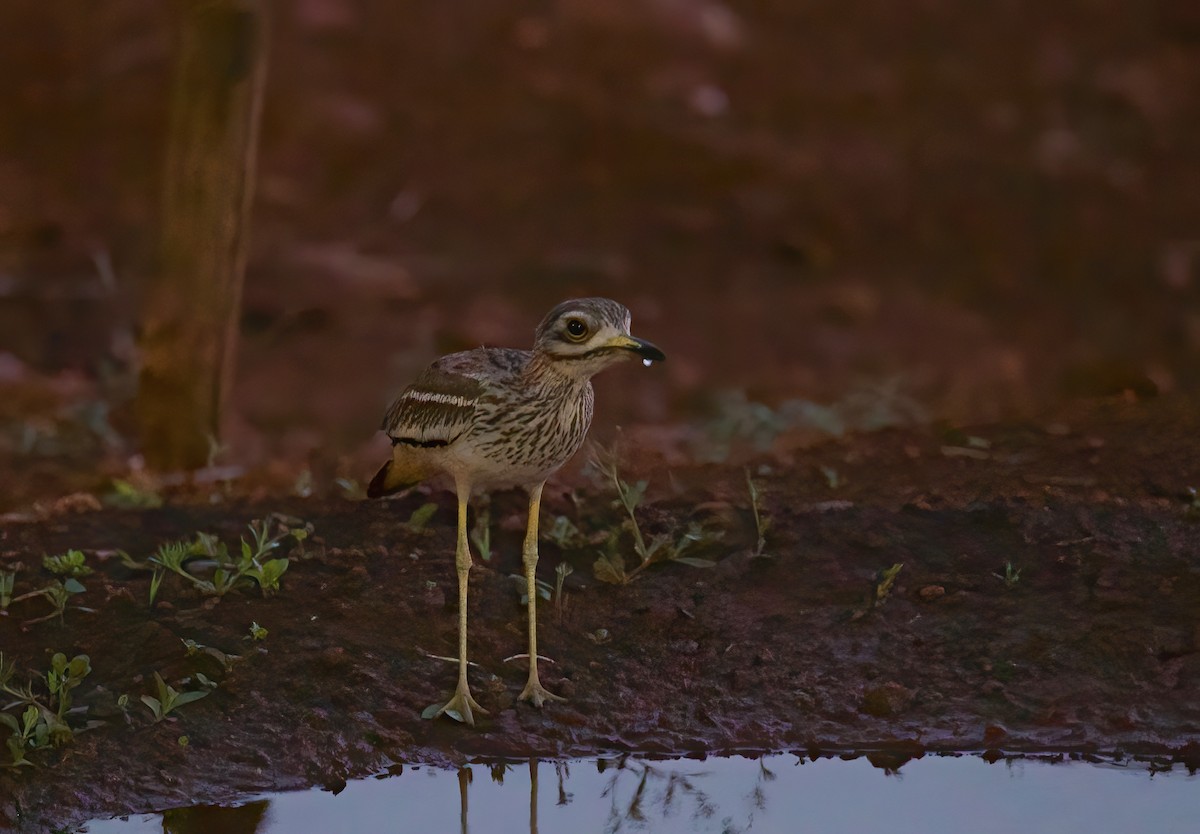 Indian Thick-knee - ML563520211