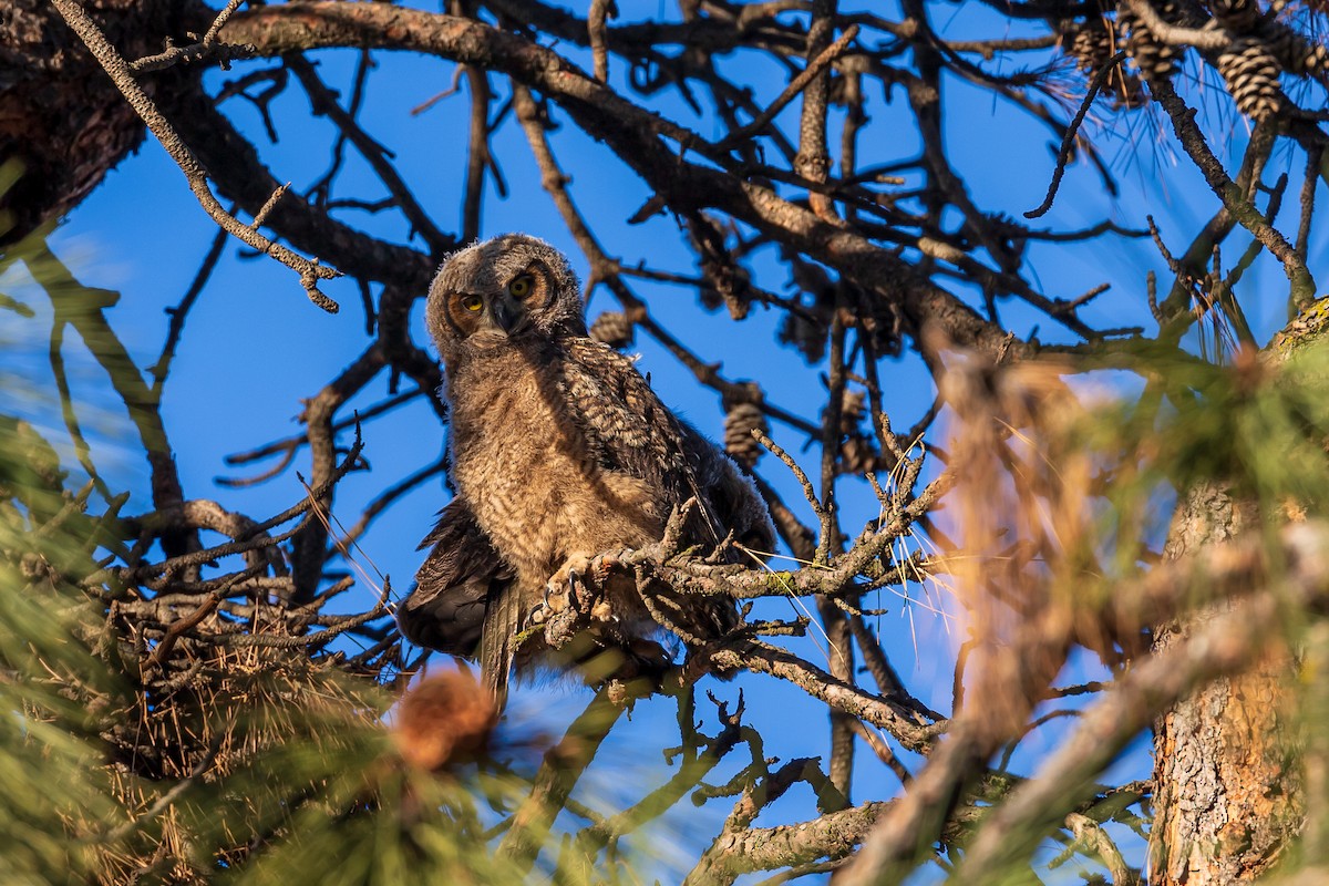Great Horned Owl - ML563523331