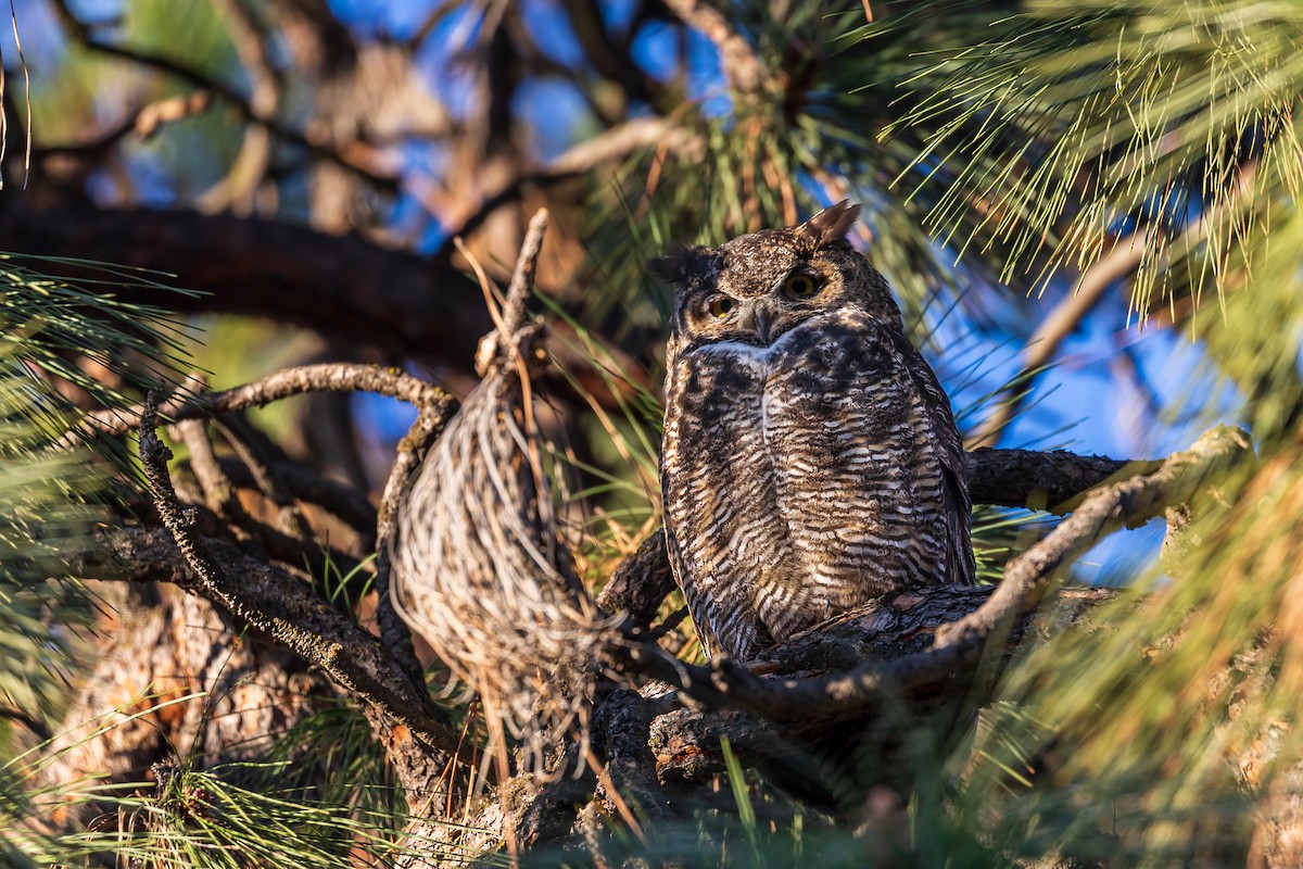 Great Horned Owl - ML563523341