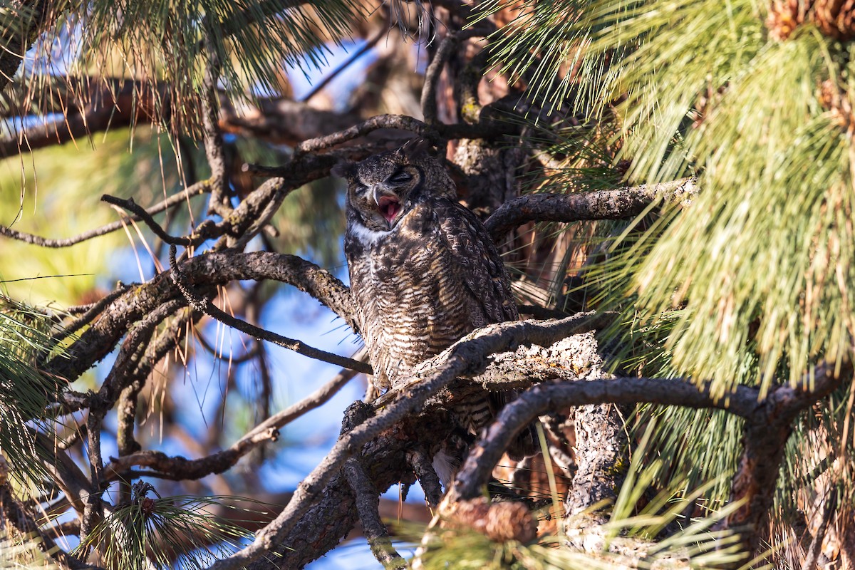 Great Horned Owl - ML563523361