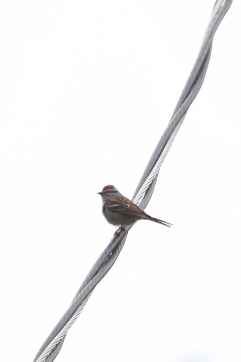 Chipping Sparrow - Emily Holcomb