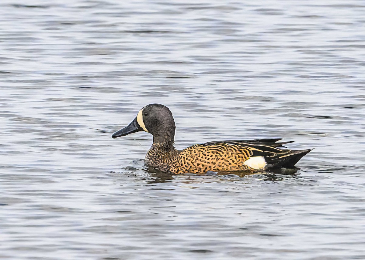 Blue-winged Teal - ML563527241