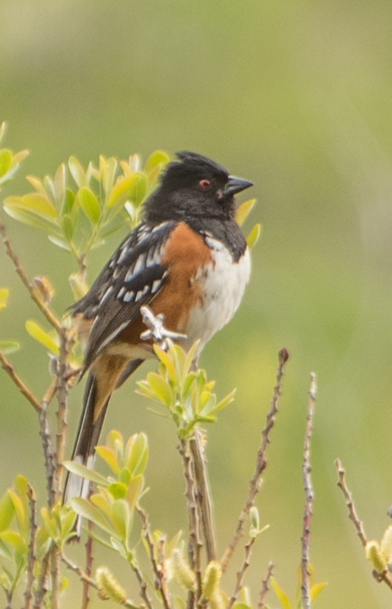 Spotted Towhee - ML56352951