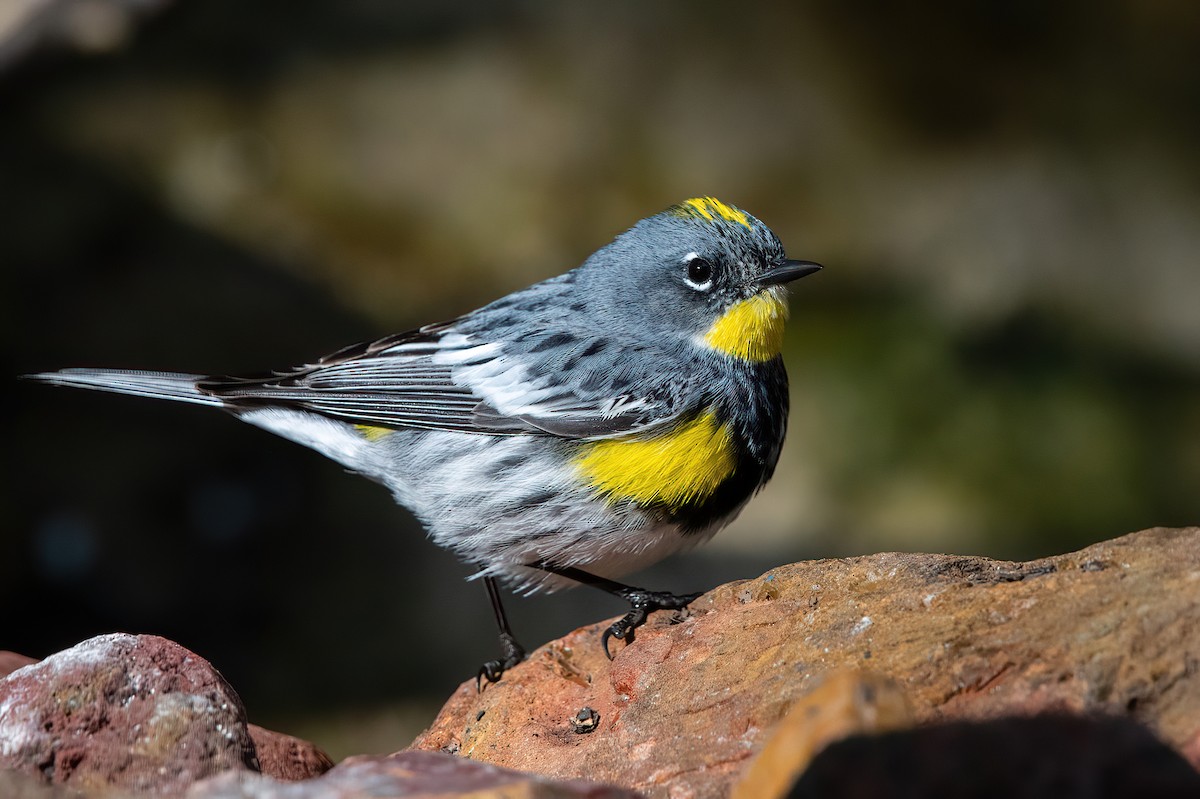 Yellow-rumped Warbler (Audubon's) - ML563539371