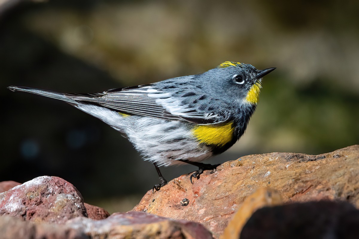 Yellow-rumped Warbler (Audubon's) - ML563539381