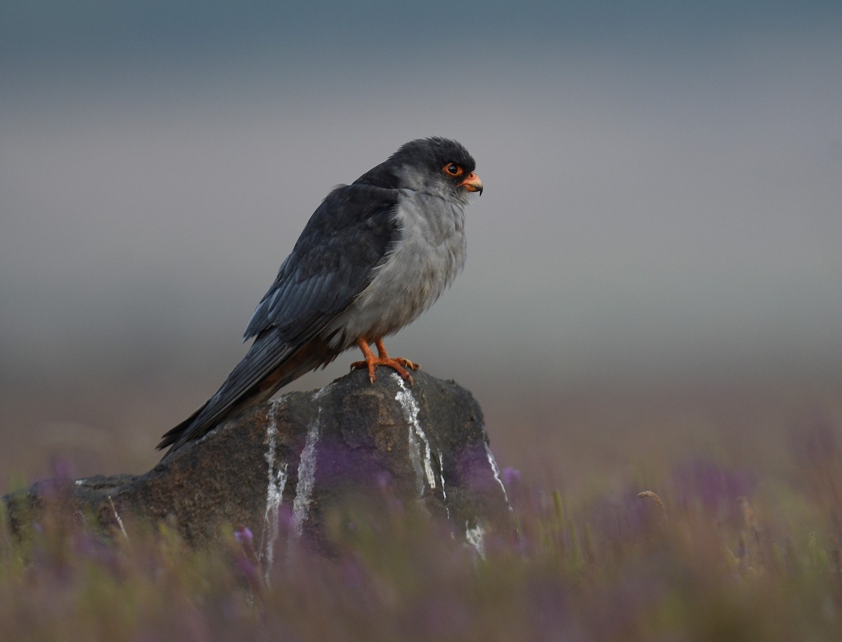 Amur Falcon - Chitra Shanker