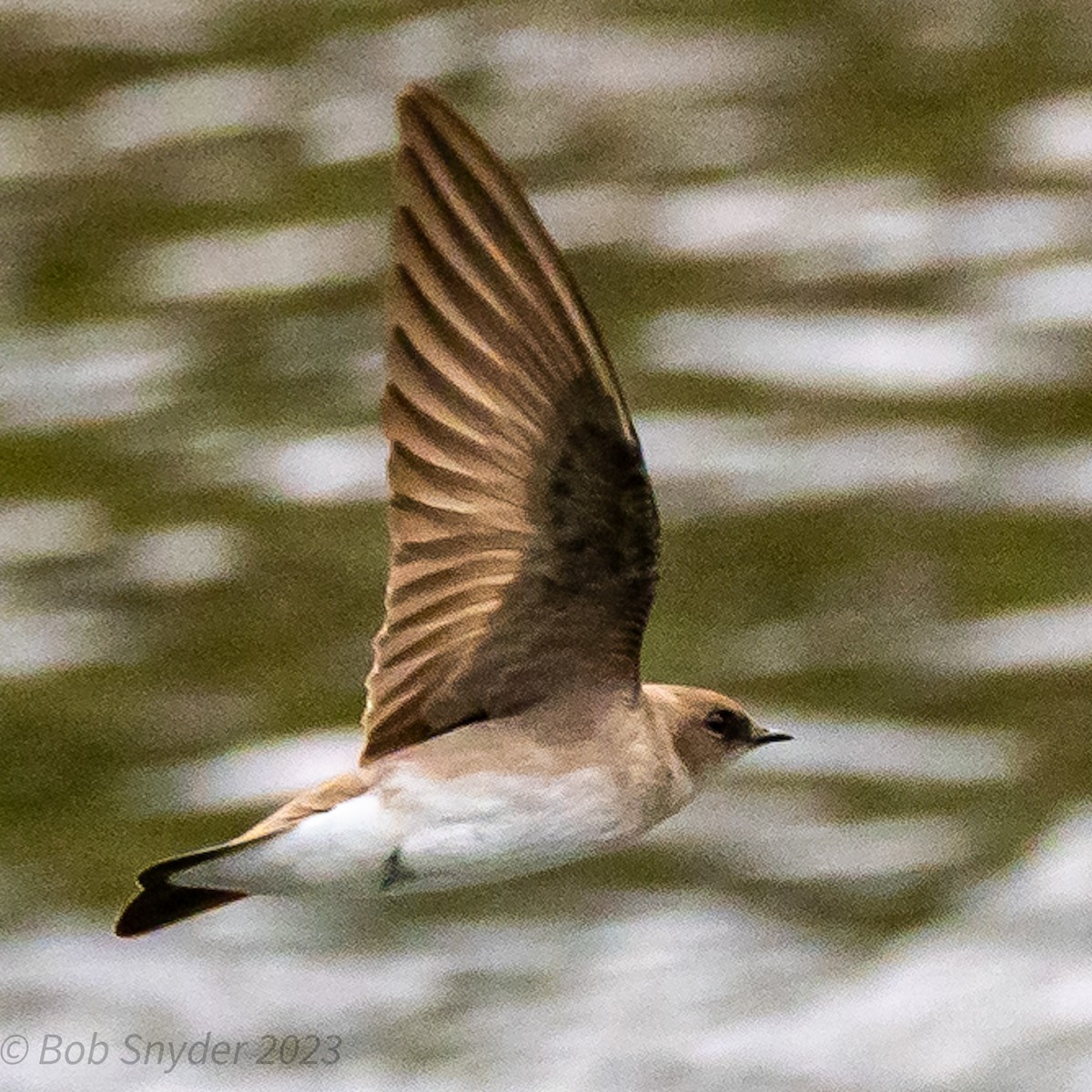 Northern Rough-winged Swallow - ML563545191