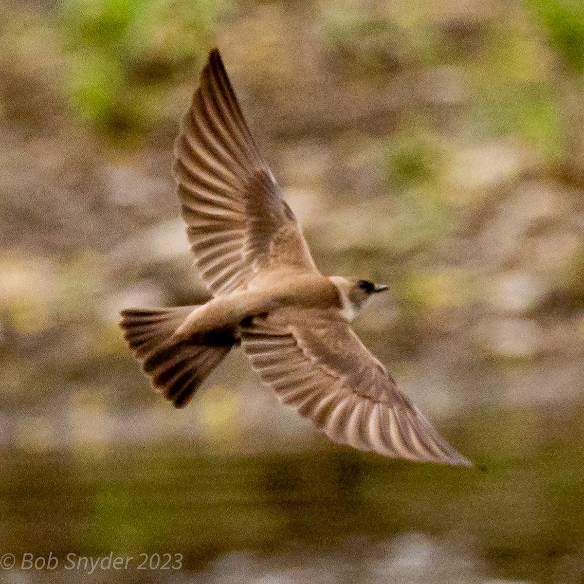 Northern Rough-winged Swallow - ML563545201