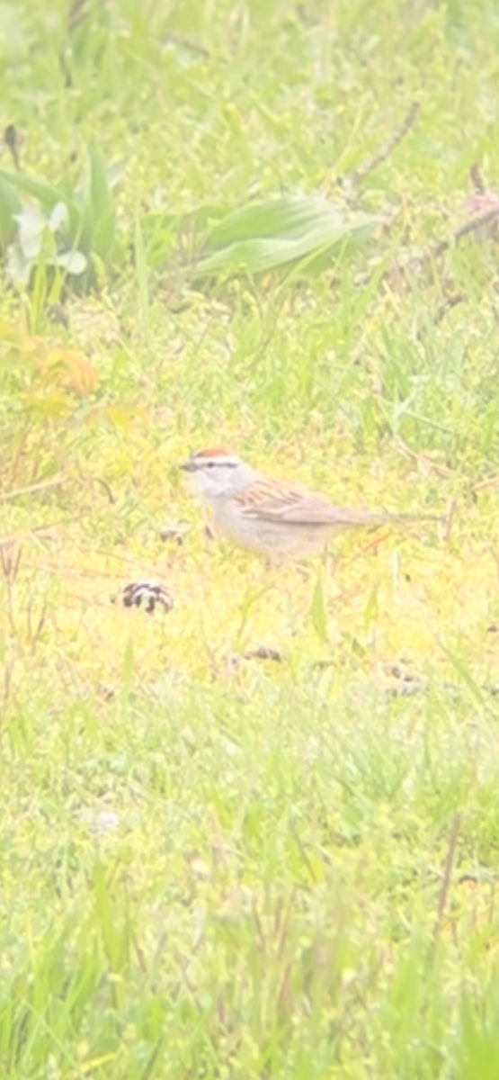 Chipping Sparrow - ML563545531