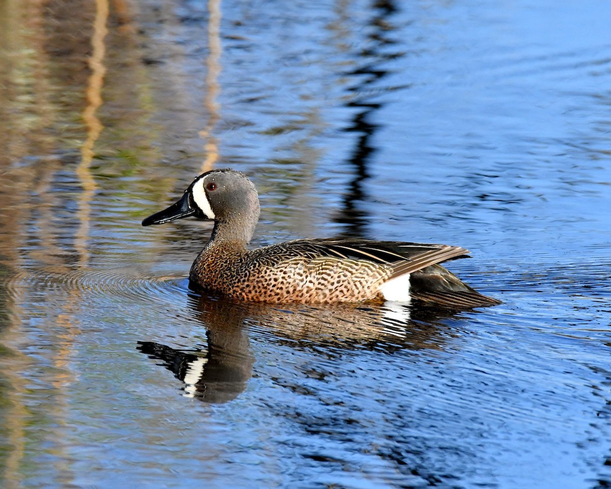 Blue-winged Teal - ML56354961