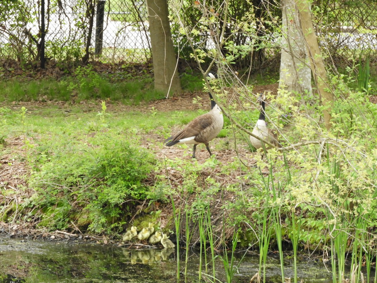 New York Breeding Bird Atlas Checklist - 27 Apr 2023 - Tanglewood ...