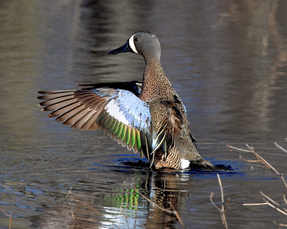 Blue-winged Teal - ML56355011