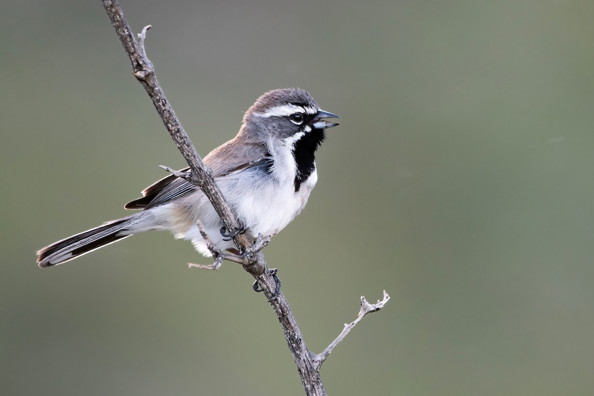 Black-throated Sparrow - Mason Maron