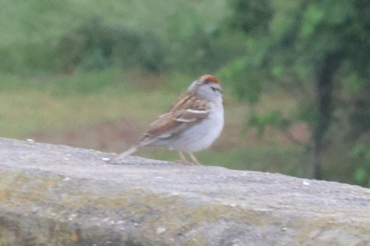 Chipping Sparrow - ML563551601