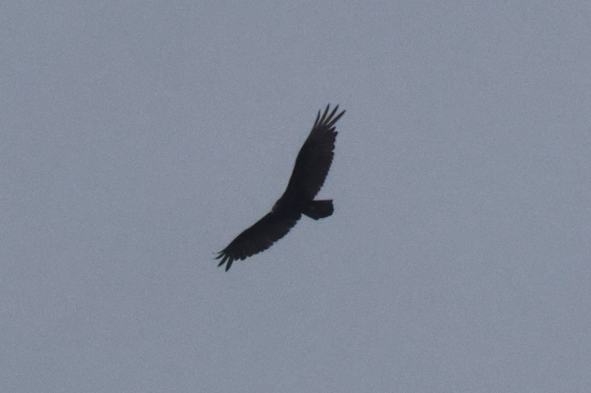 Turkey Vulture - ML563551651