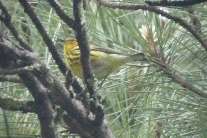 Cape May Warbler - Andrew Theus