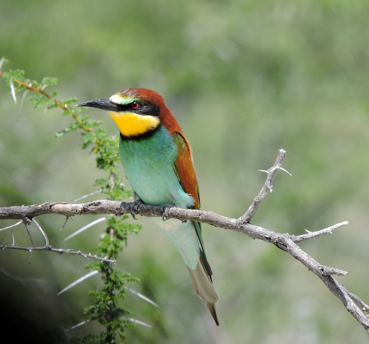 European Bee-eater - Allen Lewis
