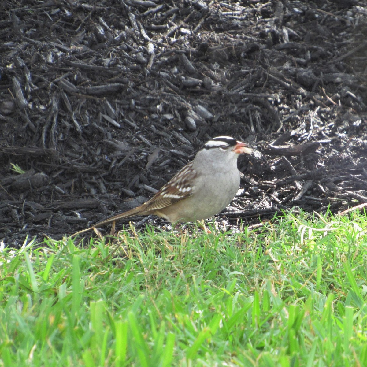 White-crowned Sparrow - Judy Behrens