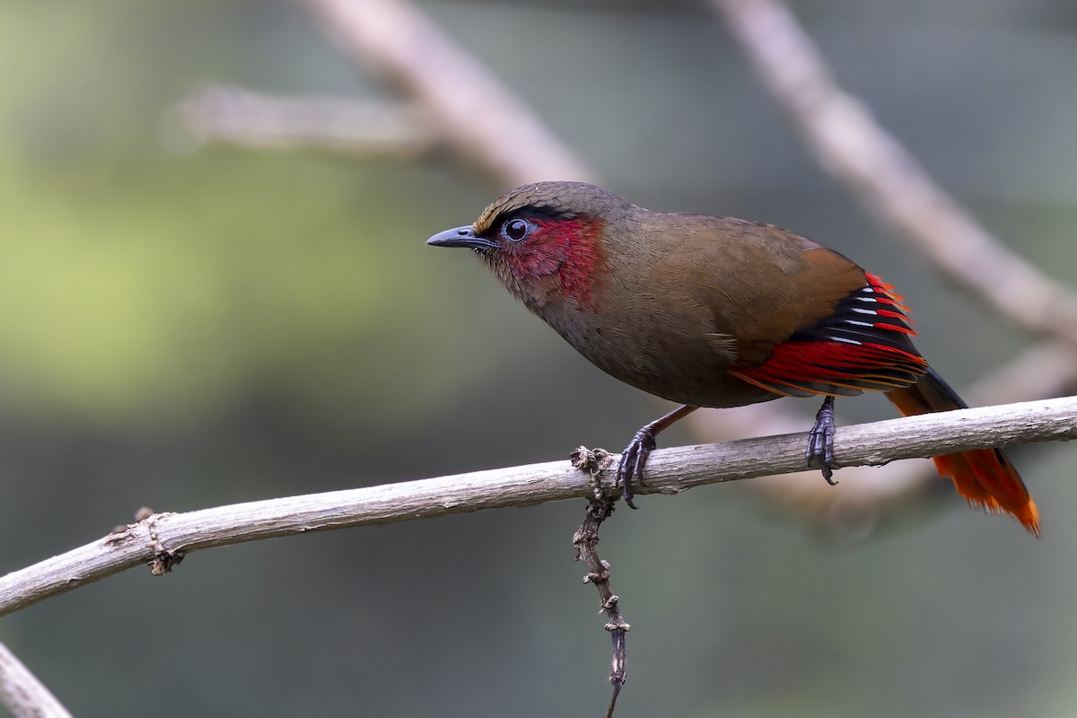 Red-faced Liocichla - ML563571931