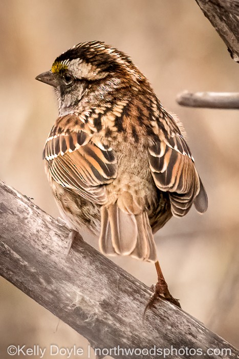 White-throated Sparrow - Kel Doyle
