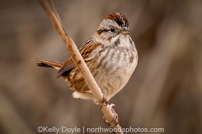 Swamp Sparrow - Kel Doyle