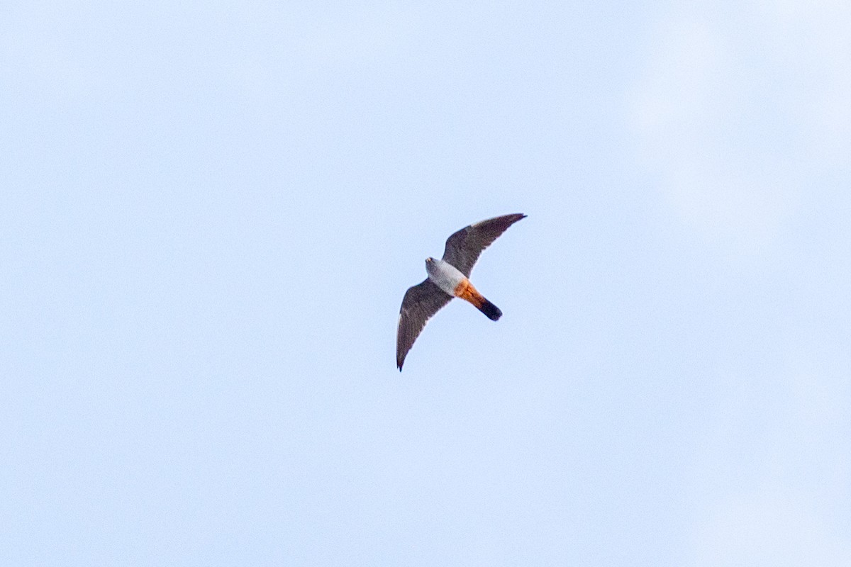 Red-footed Falcon - Jeffrey Mann