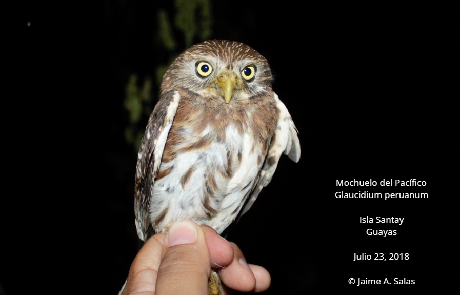 Peruvian Pygmy-Owl - Jaime Salas