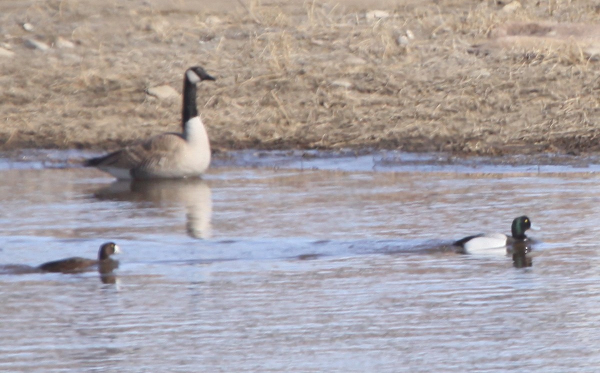 Greater Scaup - ML563580871