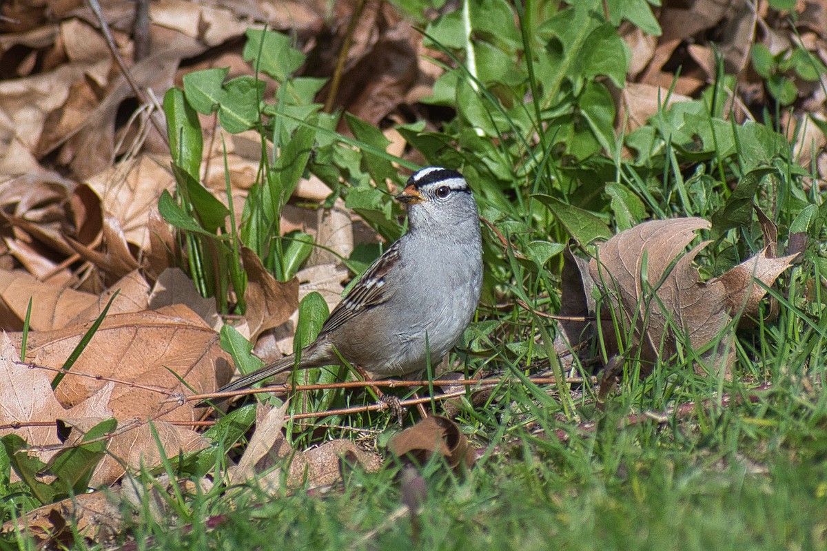 White-crowned Sparrow - ML563581371