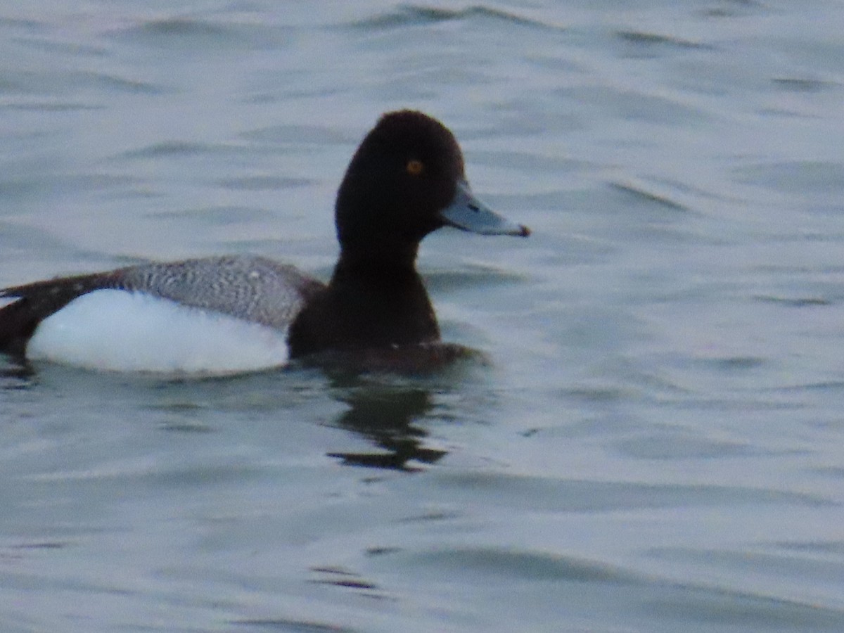 Greater Scaup - ML563581951