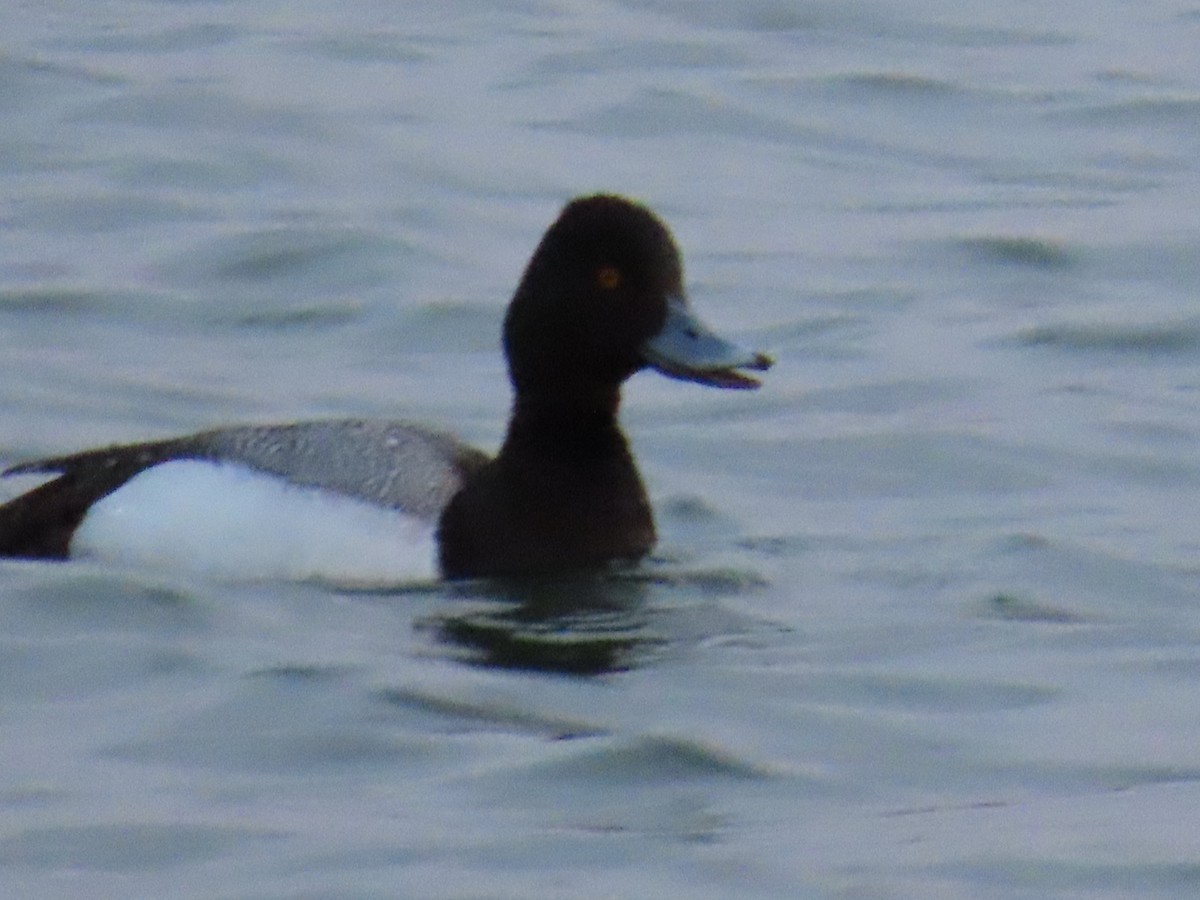 Greater Scaup - ML563581961