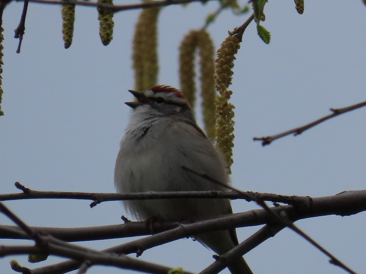 Chipping Sparrow - ML563582971