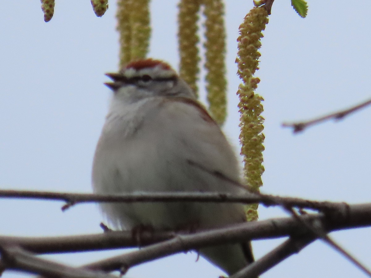 Chipping Sparrow - ML563582981