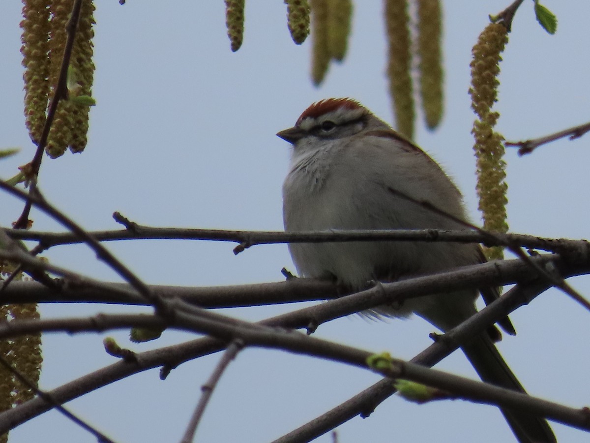 Chipping Sparrow - ML563582991