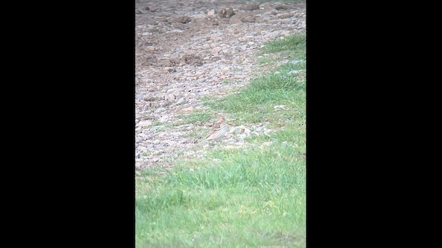Red-throated Pipit - ML563586451