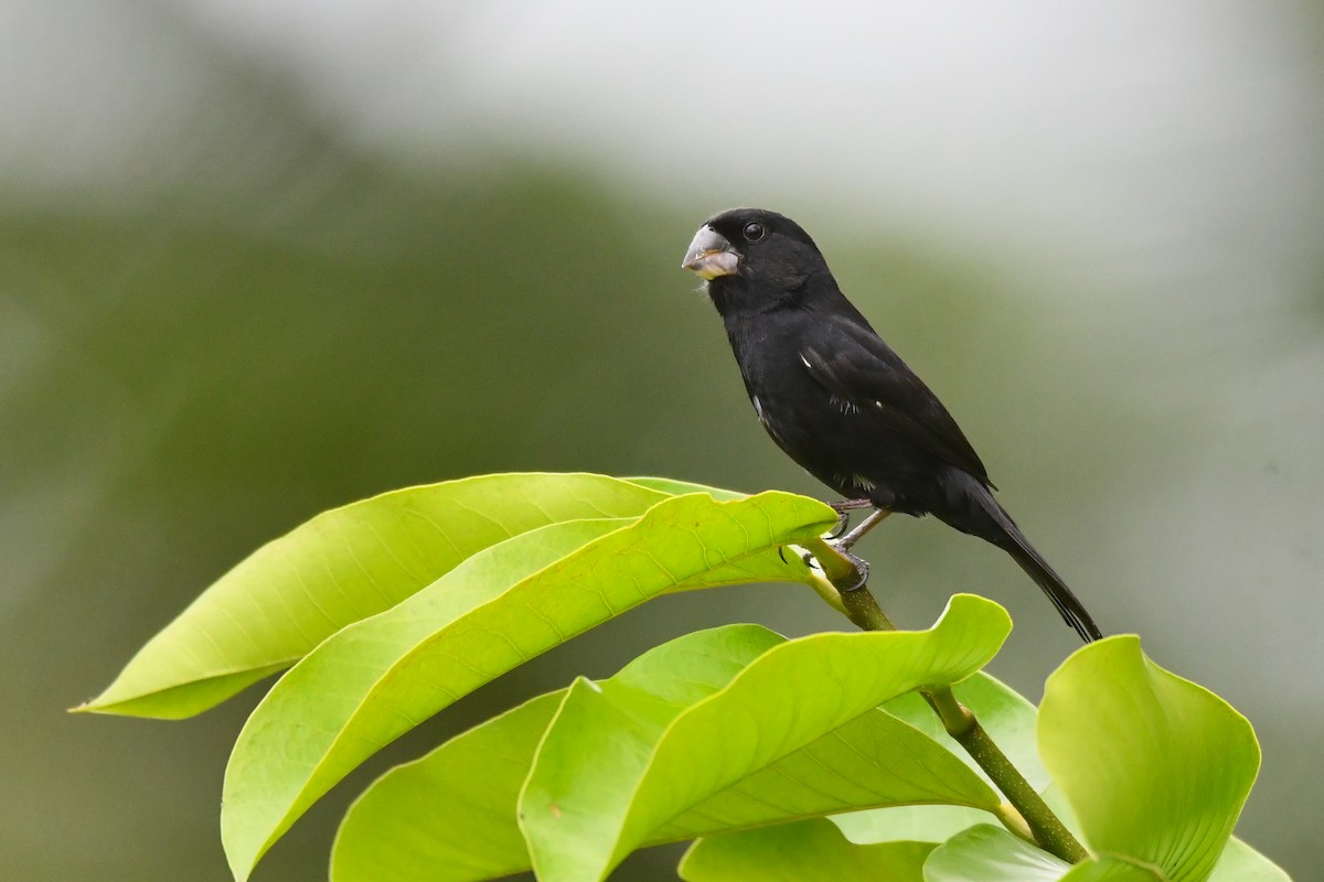 Thick-billed Seed-Finch - ML563587061