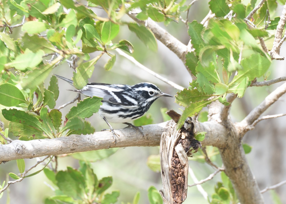 Black-and-white Warbler - ML56358721
