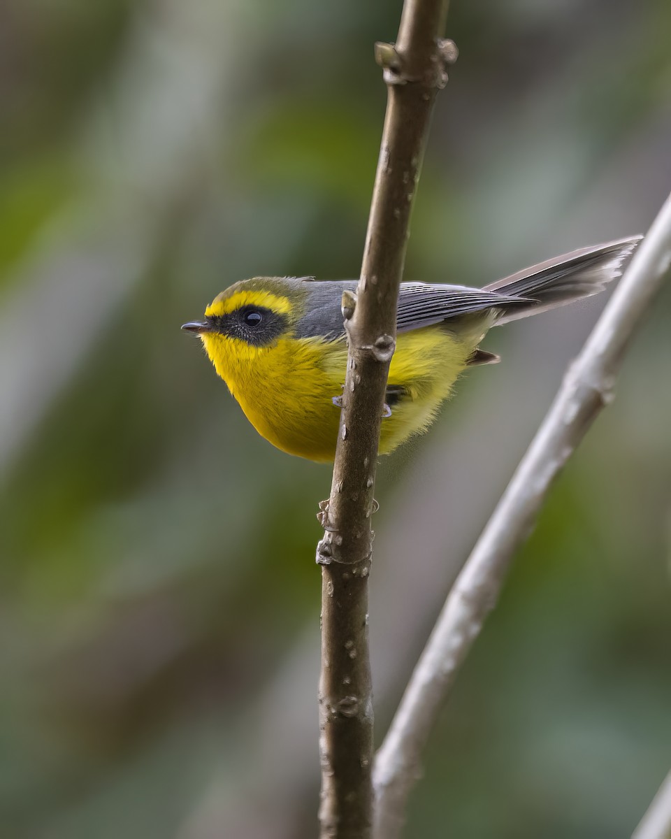 Yellow-bellied Fairy-Fantail - ML563589741
