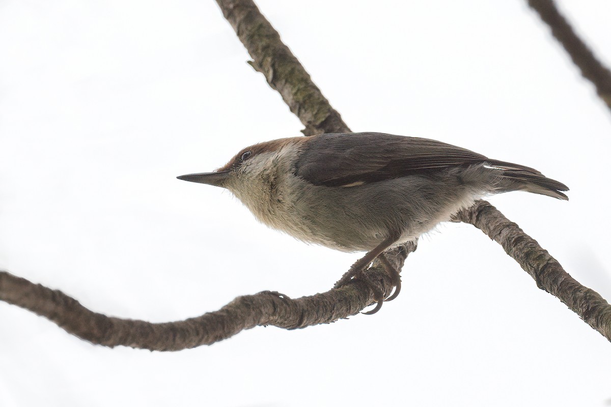 Brown-headed Nuthatch - ML563591621