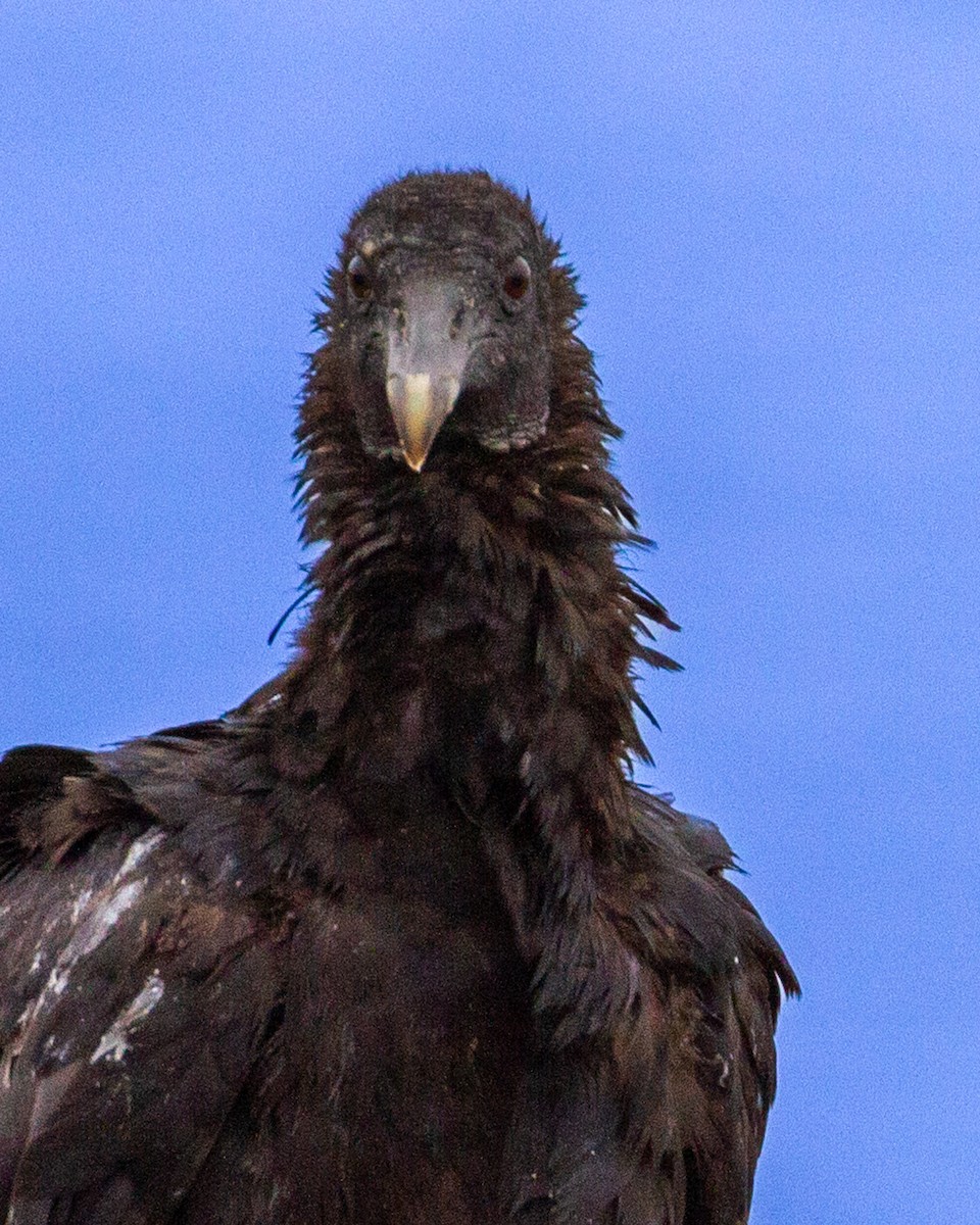 ML563596831 Black Vulture Macaulay Library