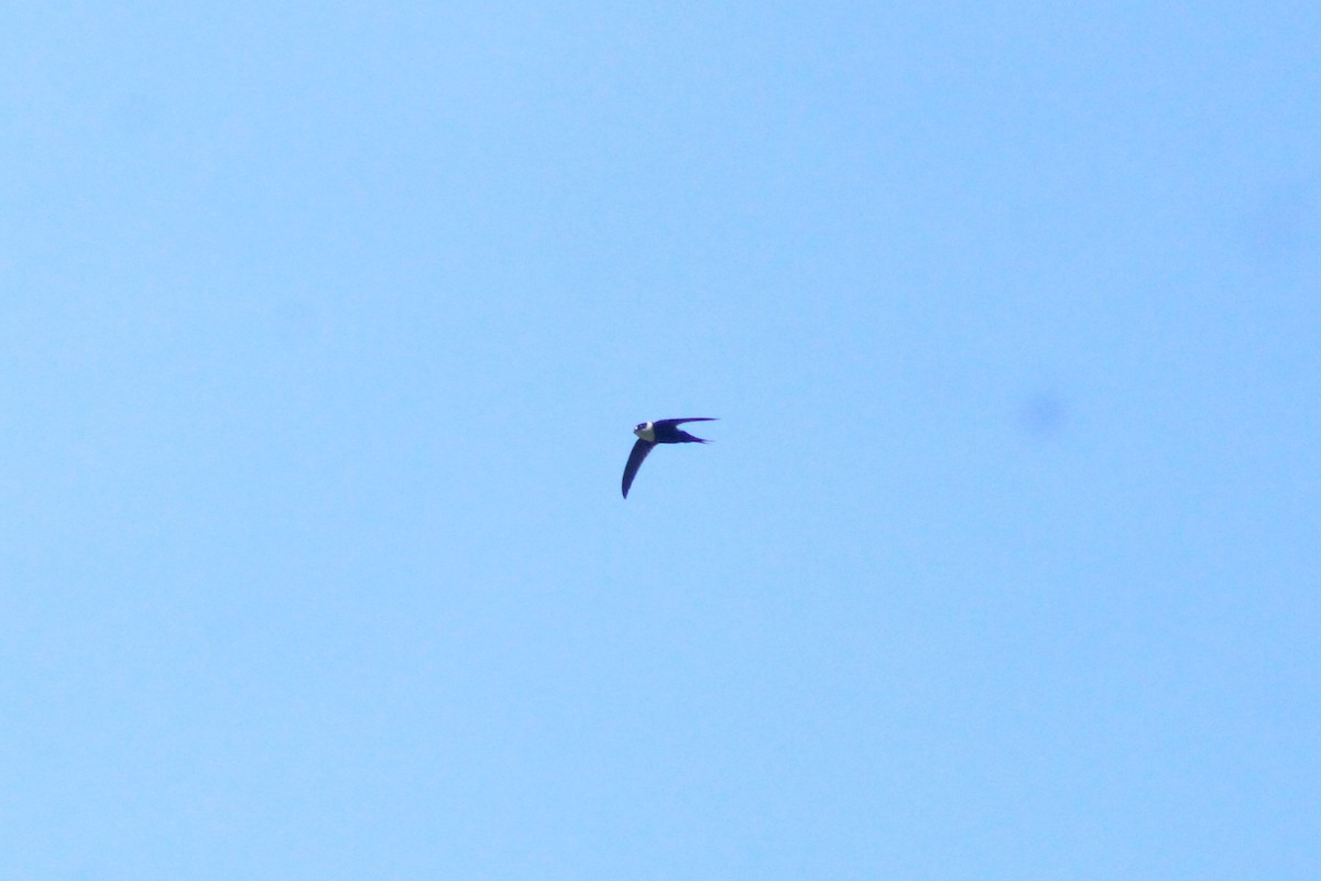 Lesser Swallow-tailed Swift - ML563597461