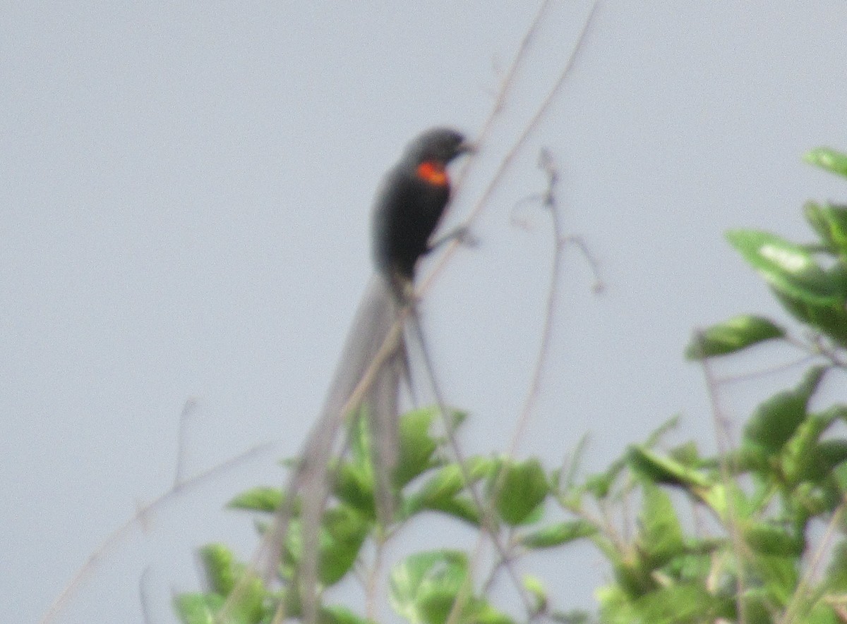 Red-collared Widowbird - ML563598221
