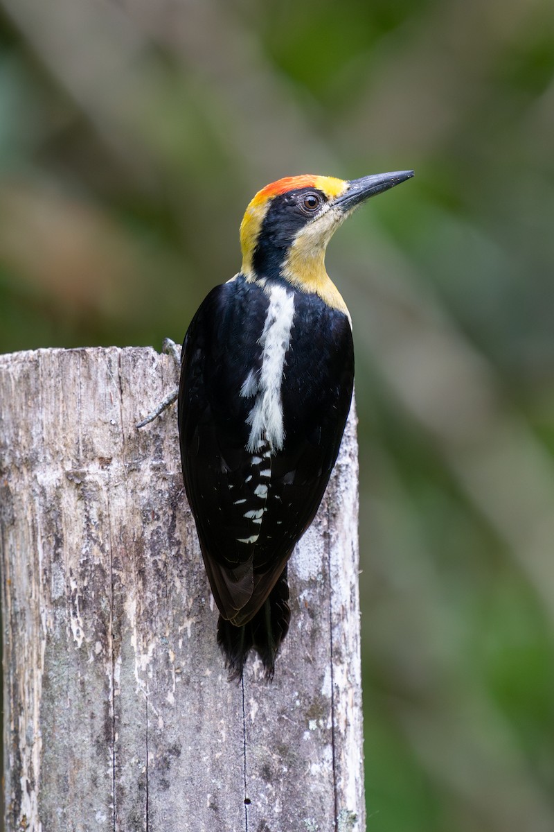 Golden-naped Woodpecker - ML563599391