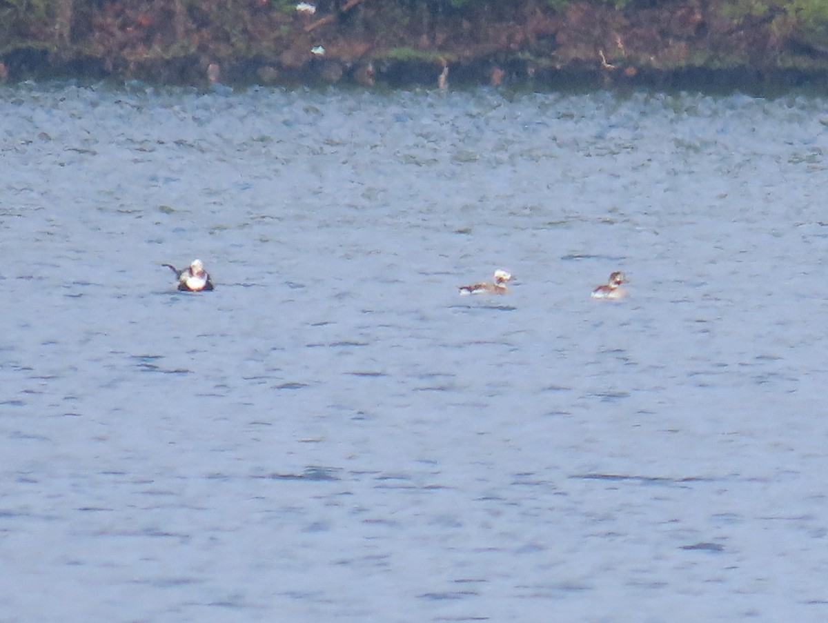 Long-tailed Duck - ML563599921