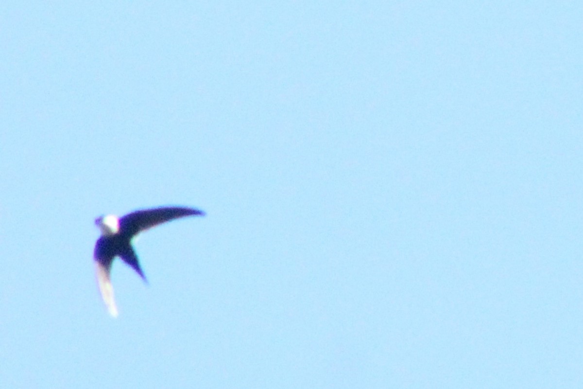 Lesser Swallow-tailed Swift - ML563600941