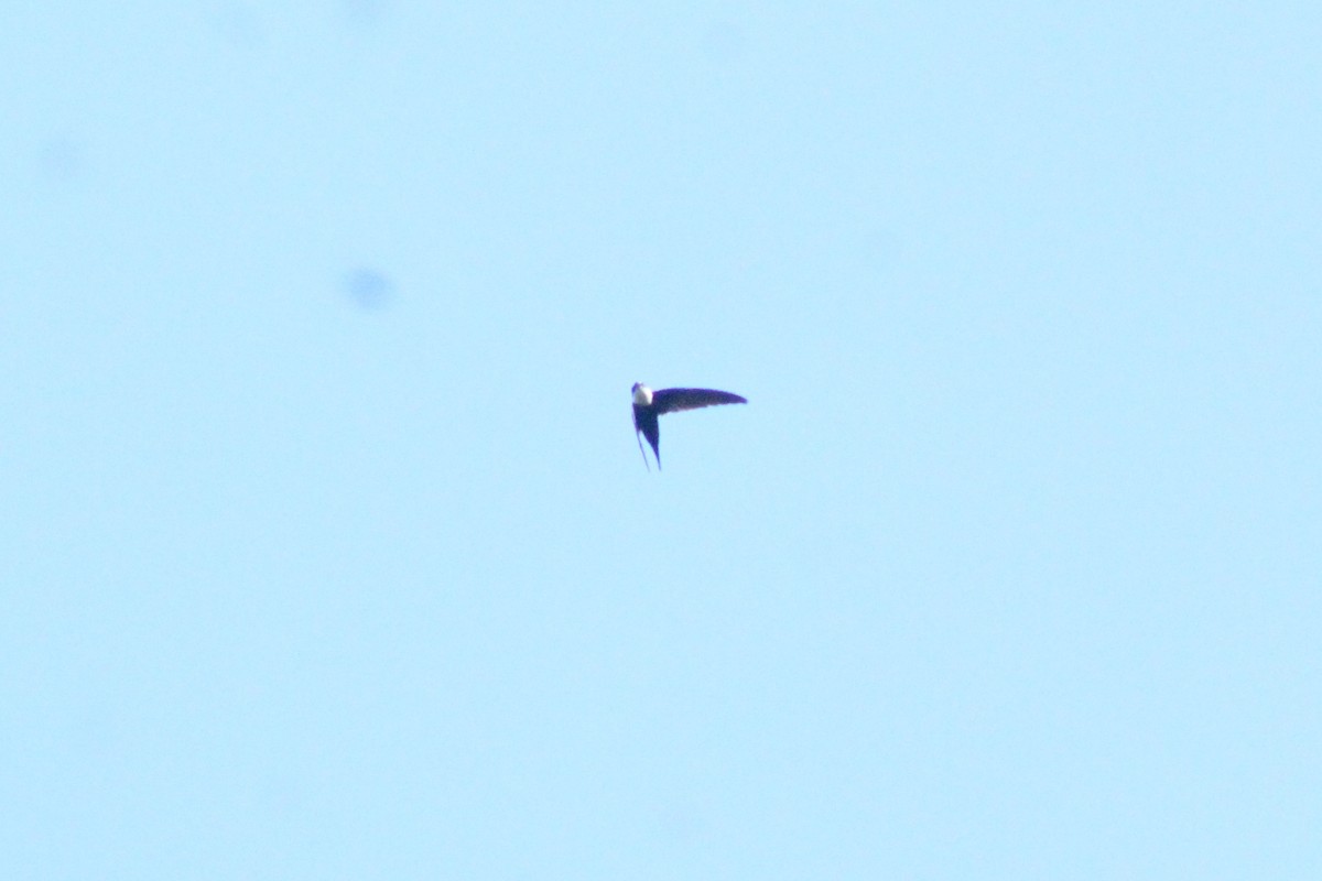 Lesser Swallow-tailed Swift - ML563601051