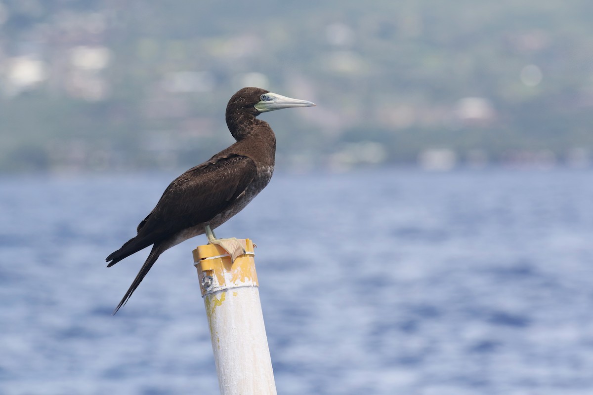 Brown Booby - ML563601761