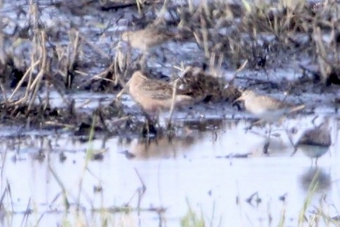 Long-billed Dowitcher - ML563604091
