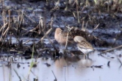 Long-billed Dowitcher - ML563604101